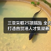 三亚采取25项措施 全力打造自贸港人才集聚新高地(图4) 三亚采取25项措施 全力打造自贸港人才集聚新高地(图4)