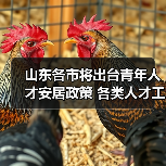山东各市将出台青年人才安居政策 各类人才工程中增加(图2) 山东各市将出台青年人才安居政策 各类人才工程中增加(图2)